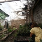 Sobre a poda (e a vida)