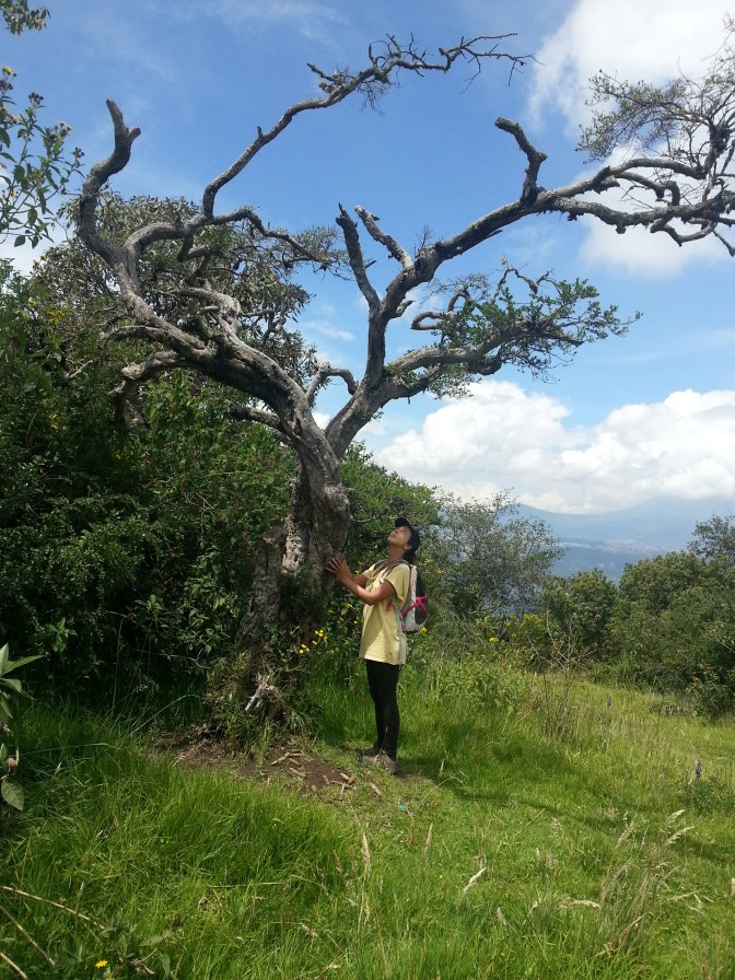 árvore milenar em Quito, Equador