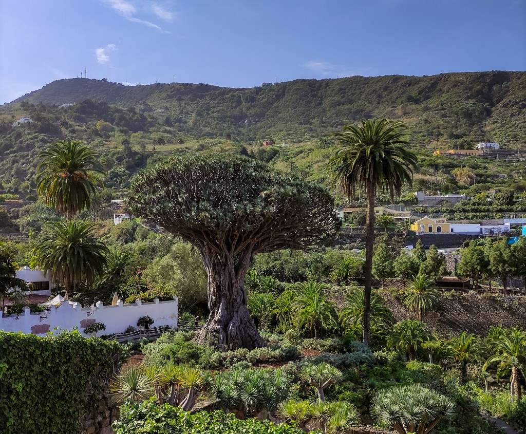 El Drago de Icod de Los Vinos