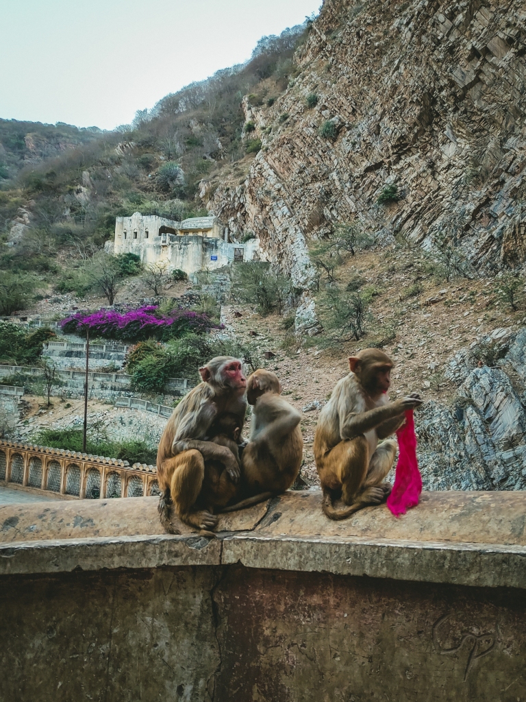 Monkeys from Galtaji temple