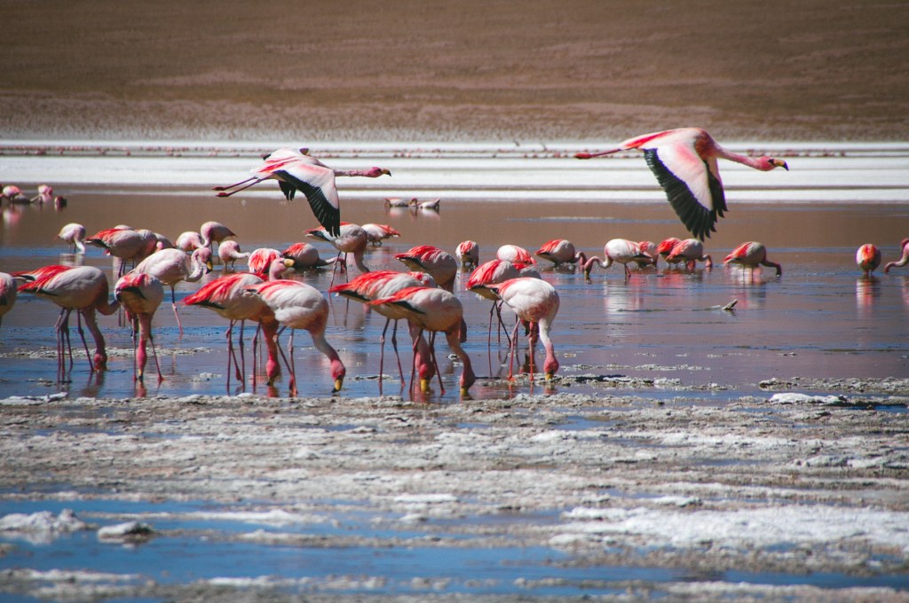 Flamingos
