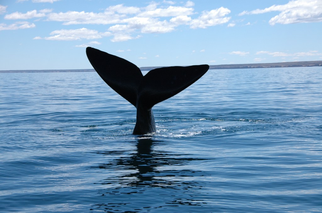 Baleia, Peninsula Valdez, Argentina